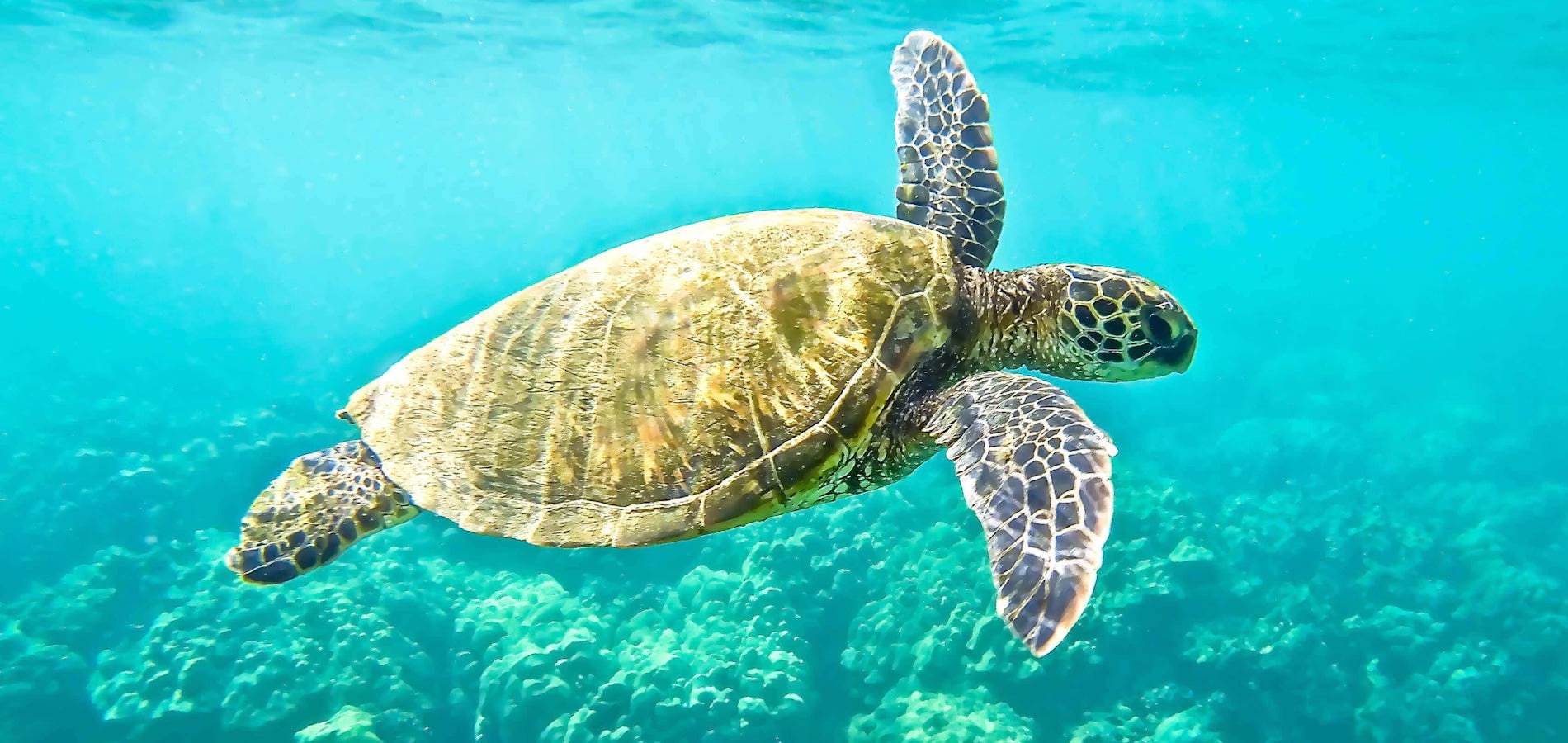 Cyprus Turtle Paphos Super Jumbo St  Raphael 1 Real Glass Bottom Boat