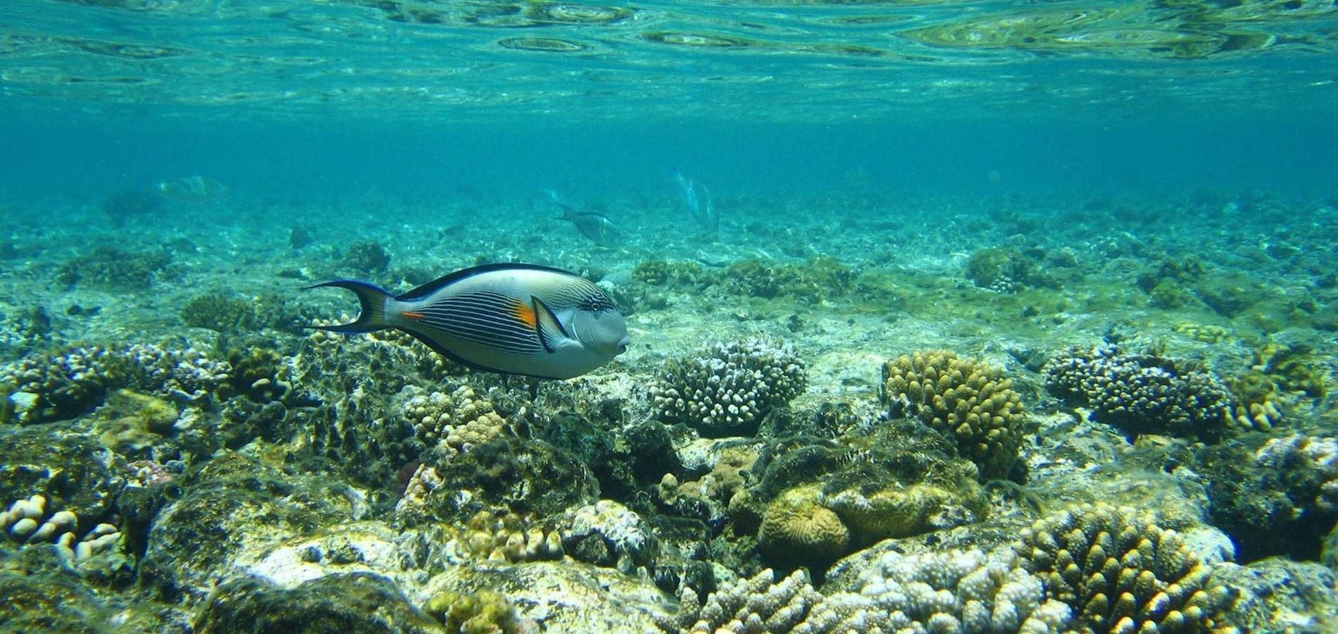 Fishes Paphos Super Jumbo St  Raphael 1 Real Glass Bottom Boat